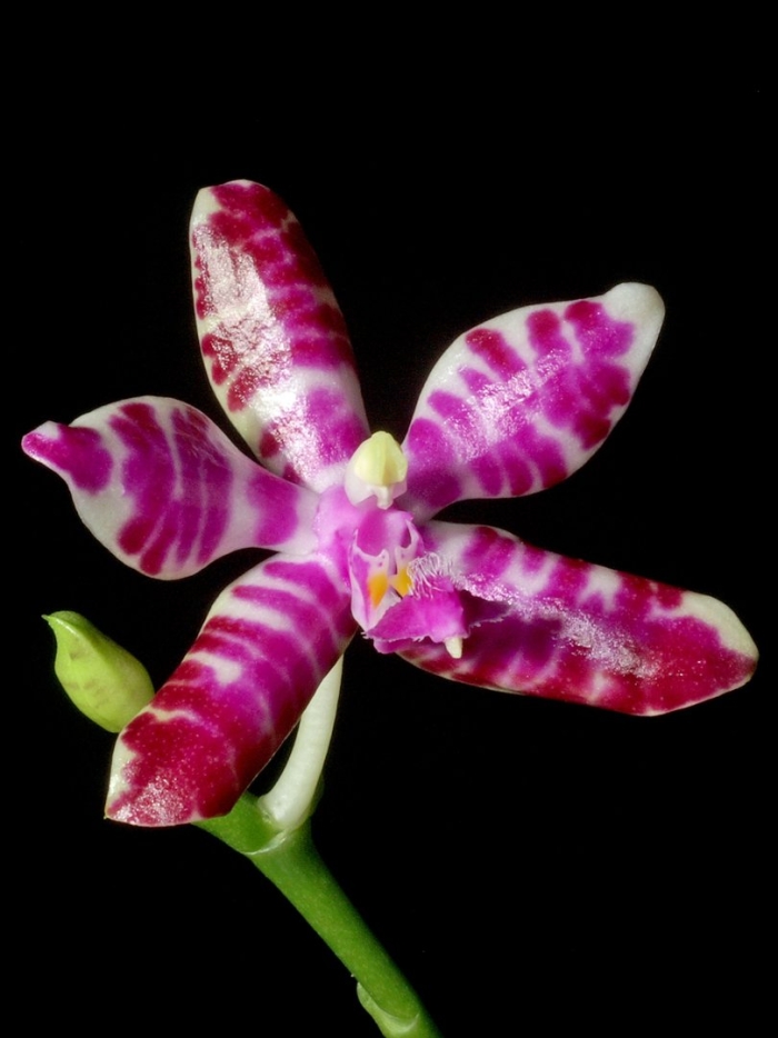 Phal. amboinensis ‘nicole’