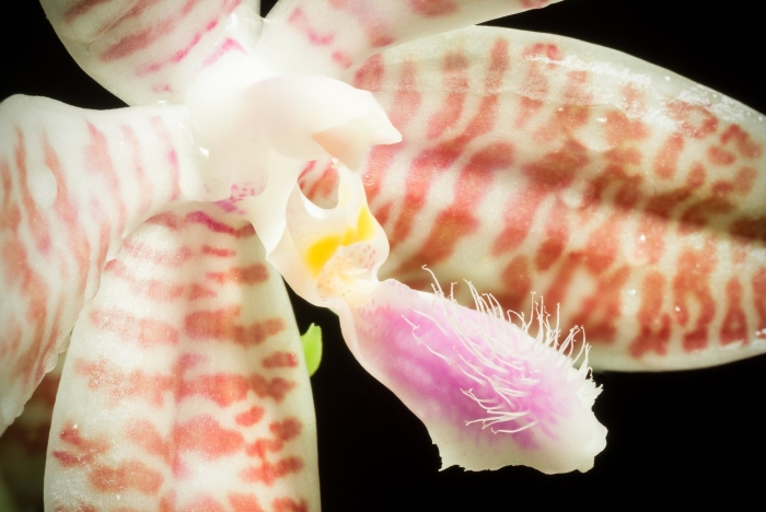 Фаленопсис hieroglyphica