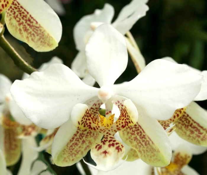 Фаленопсис стюартиана пико чип