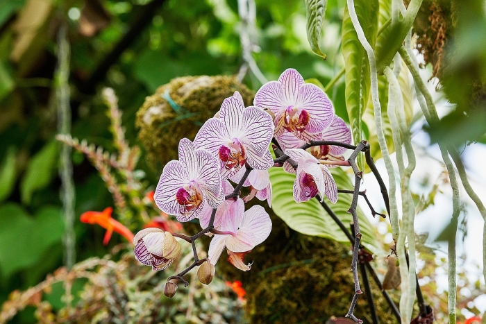 Фаленопсис интермедия