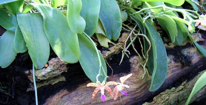 Phalaenopsis pulchra