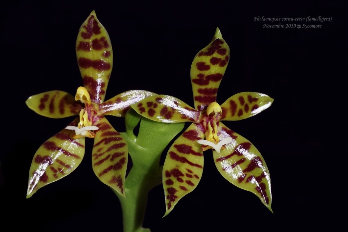 Phalaenopsis lamelligera