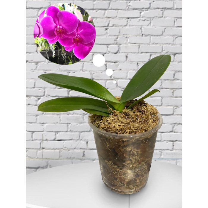 Орхидея фаленопсис мини