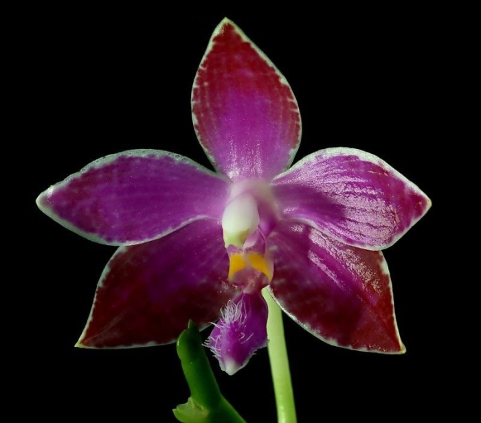 Phalaenopsis violacea