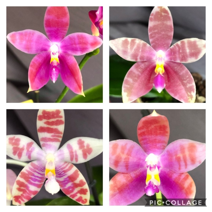 Phalaenopsis princess kaiulani