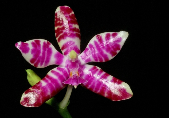 Phal. bastianii