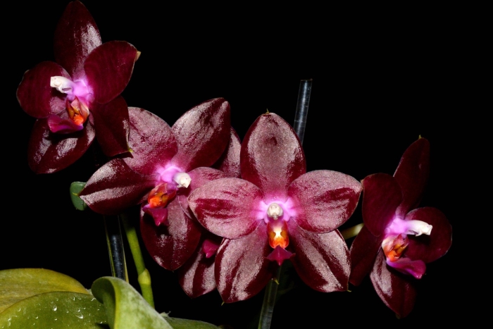 Фаленопсис джакаранда