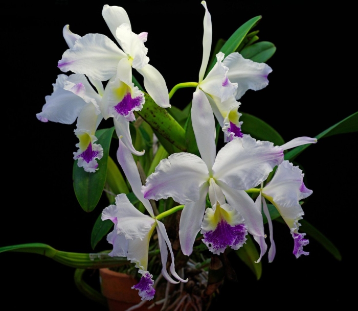Cattleya lueddemanniana semi alba