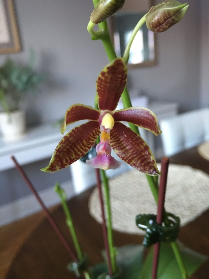 Фаленопсис red jaguar