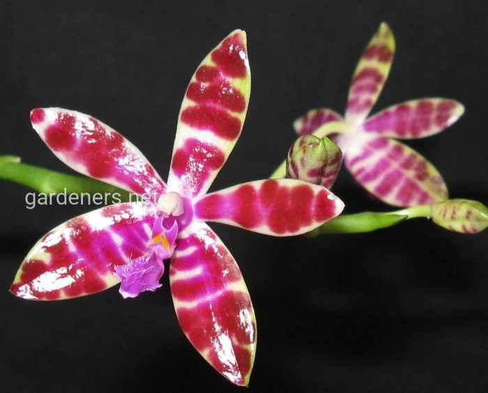 Phalaenopsis bastianii