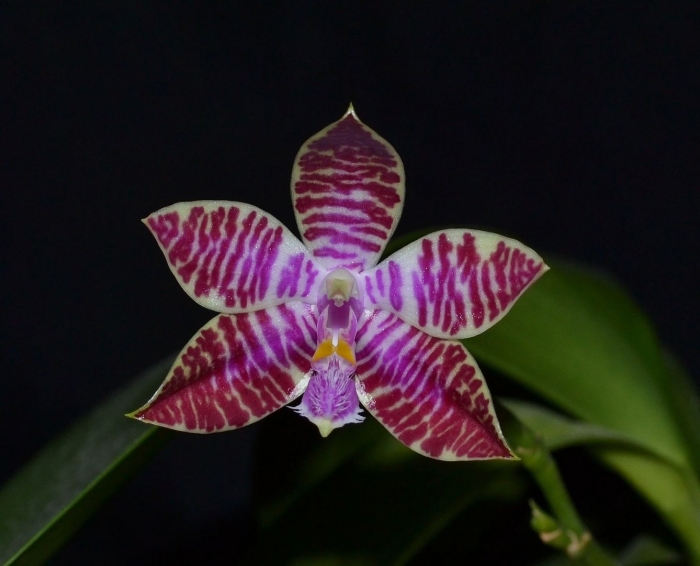 Phal. lueddemanniana