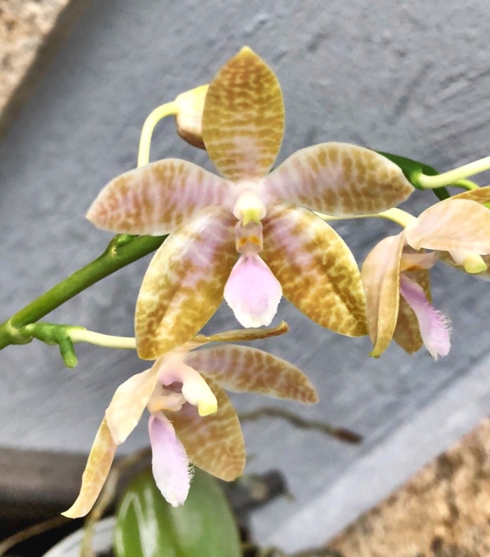 Фаленопсис princess kaiulani