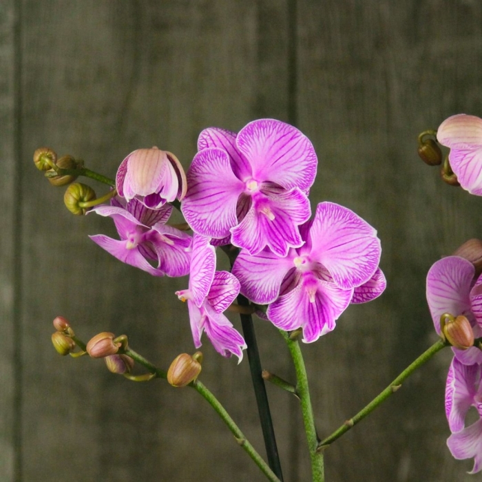 Фаленопсис биг лип наоми