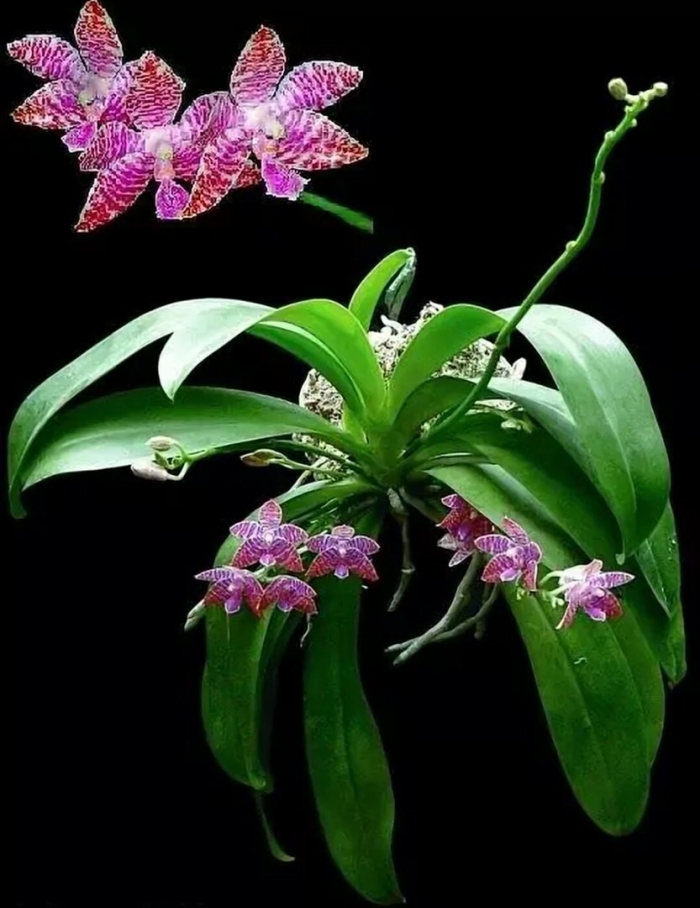 Фаленопсис lueddemanniana