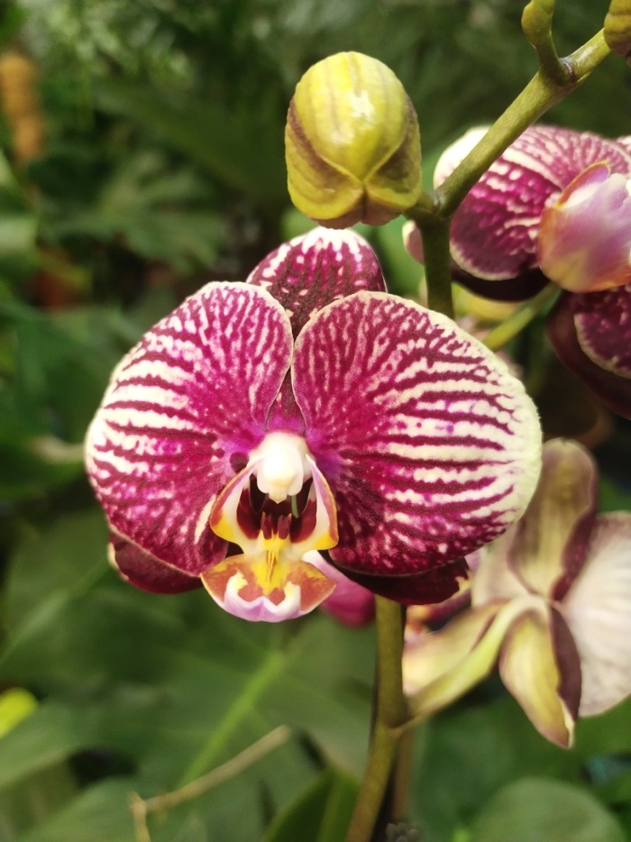 Фаленопсис фантом