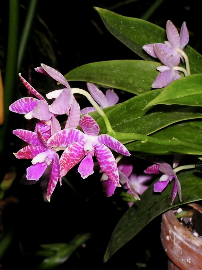 Phalaenopsis lueddemanniana dark