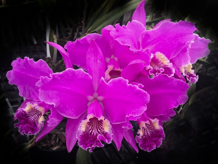 Cattleya lueddemanniana