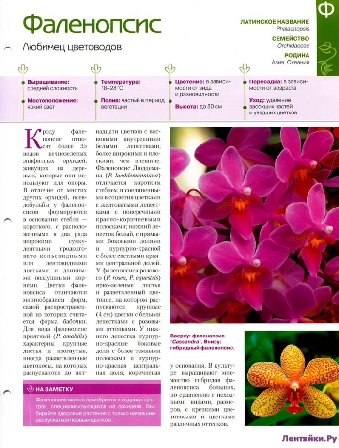 Комнатные и садовые растения журнал