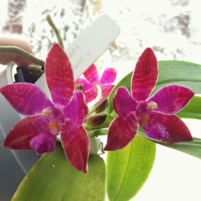 Phalaenopsis mok choi yew (phal. gigantea x phal. violacea)