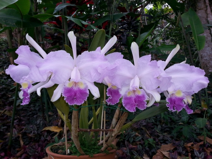 Орхидея cattleya trianae