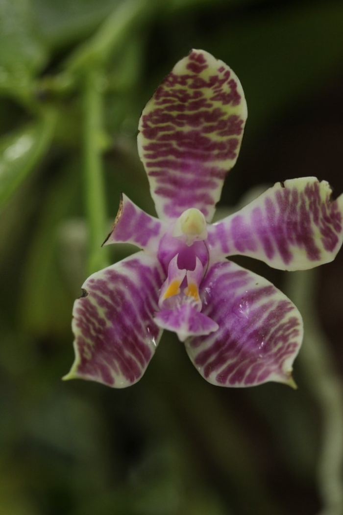 Фаленопсис lueddemanniana