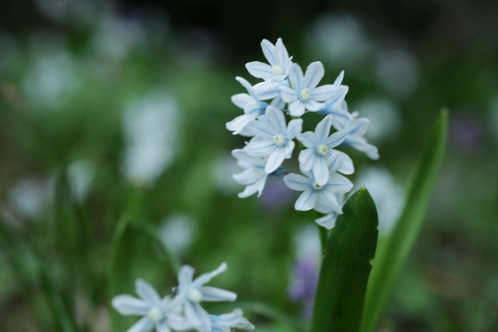 Пушкиния libanotica