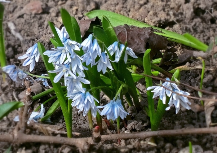 Пролеска колокольчатая