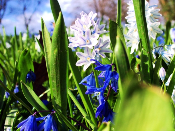 Puschkinia scilloides