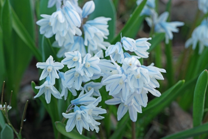 Пушкиния либанотика