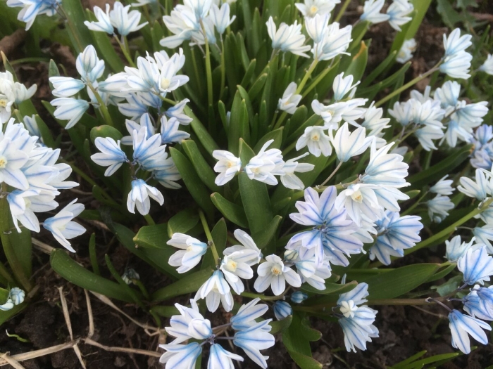 Пушкиния ливанская альба