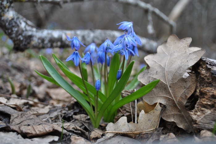 Пролеска сибирская сцилла