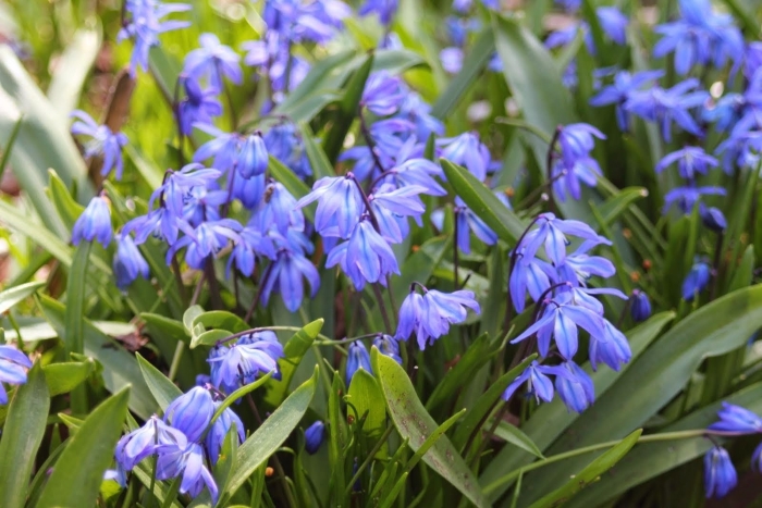 Пролеска сибирская альба