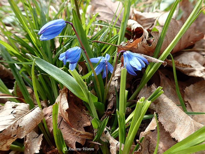 Голубой подснежник