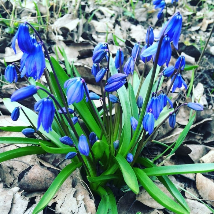 Пролеска сибирская сцилла