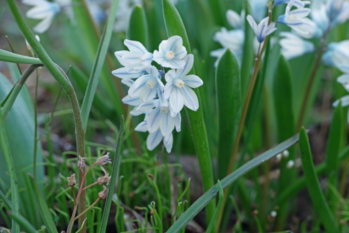 Пушкиния птицемлечник