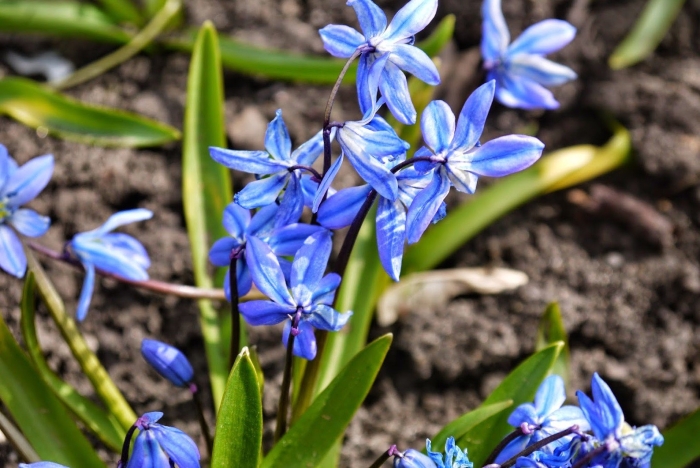 Подмосковная голубая пролеска