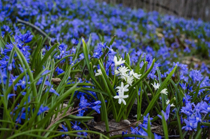 Пролеска сибирская растение