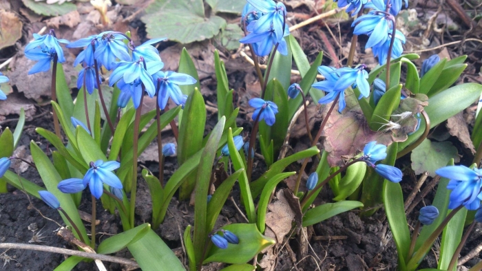 Первоцвет сибирская пролеска