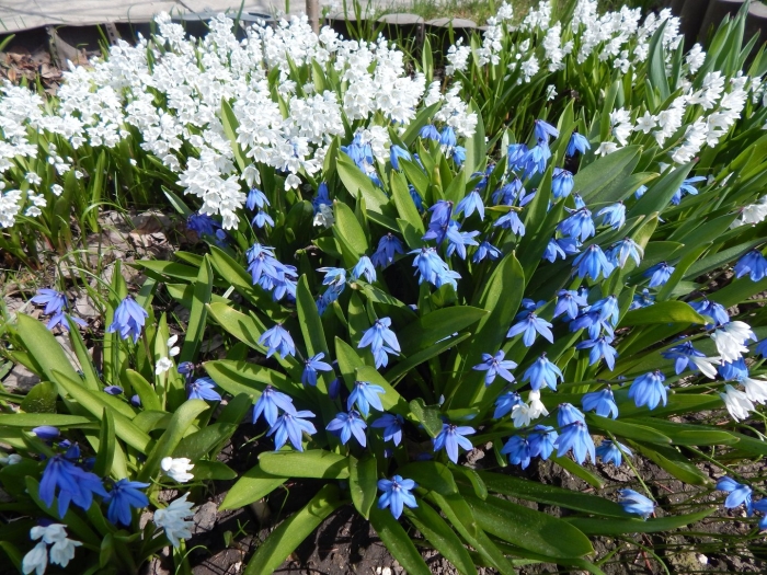 Пролеска сцилла голубой подснежник