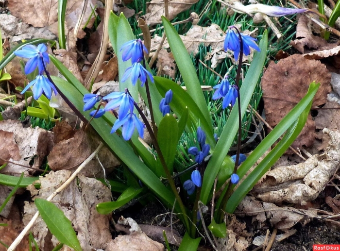 Первоцветы пролеска