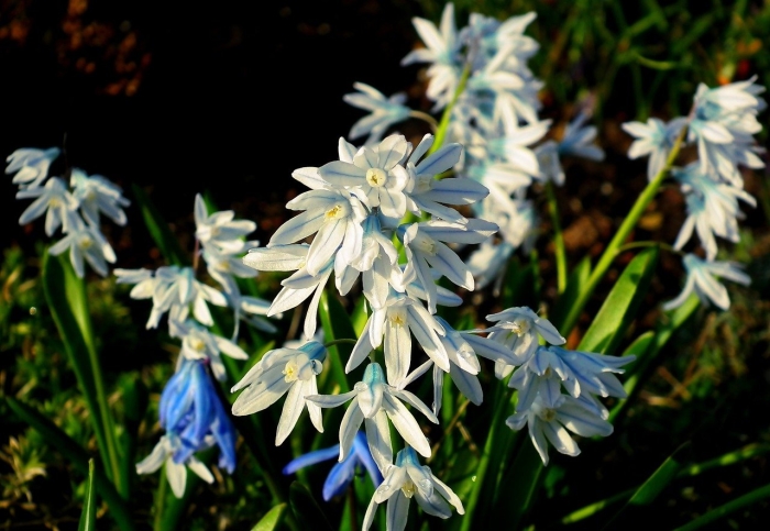 Пушкиния ливанская