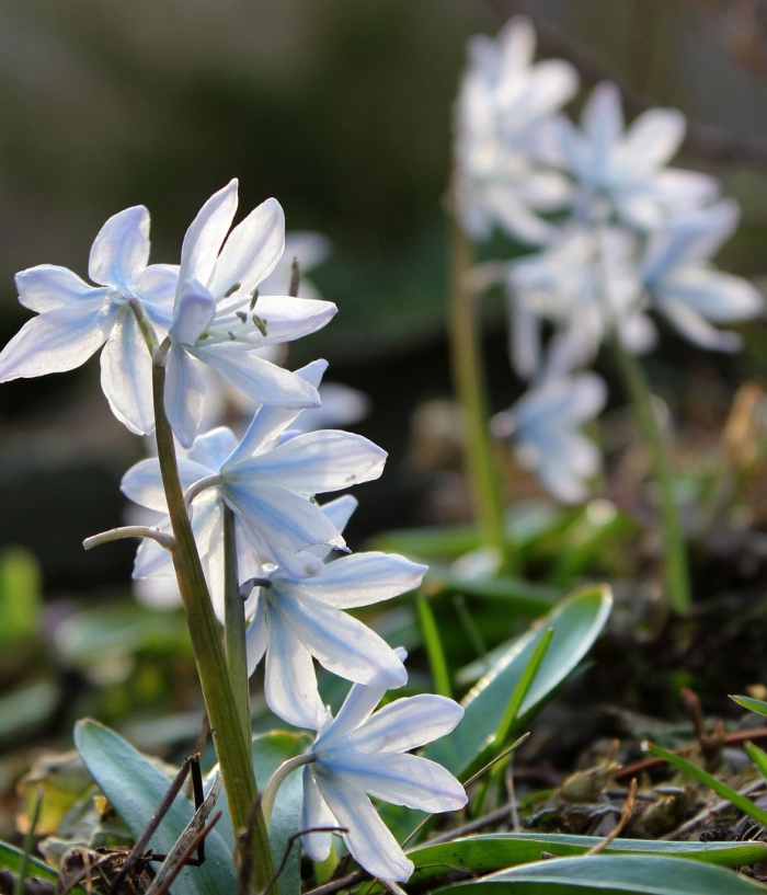 Пушкиния пролесковидная