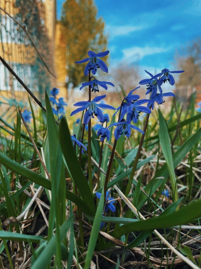 Синие подснежники