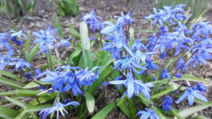 Пролеска сибирская сцилла