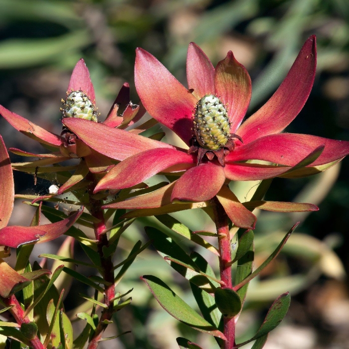 Leucadendron safari sunset