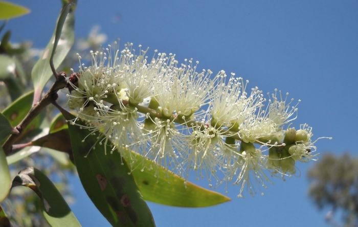Melaleuca quinquenervia