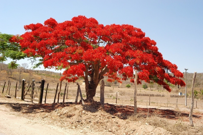 Огненное дерево делоникс королевский