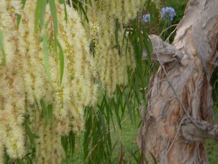Melaleuca quinquenervia