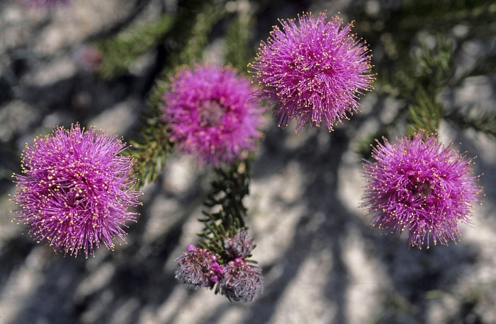 Melaleuca leucadendron