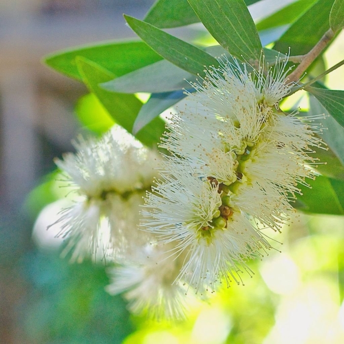 Мелалеука растение